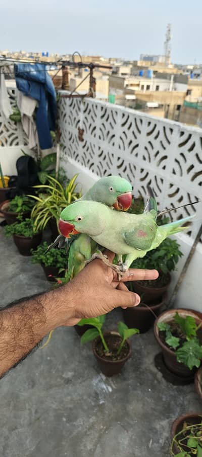 Kashmiri Talking Parrot