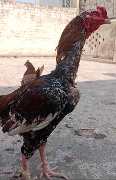 Aseel birds+ fertile eggs for sale| Egg laying hens | murga | eggs