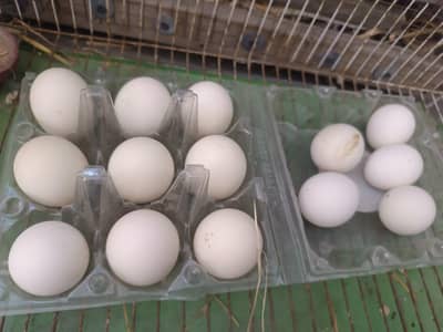 Aseel birds | Fertile eggs |Egg laying hens |murga |Desi |Golden misri