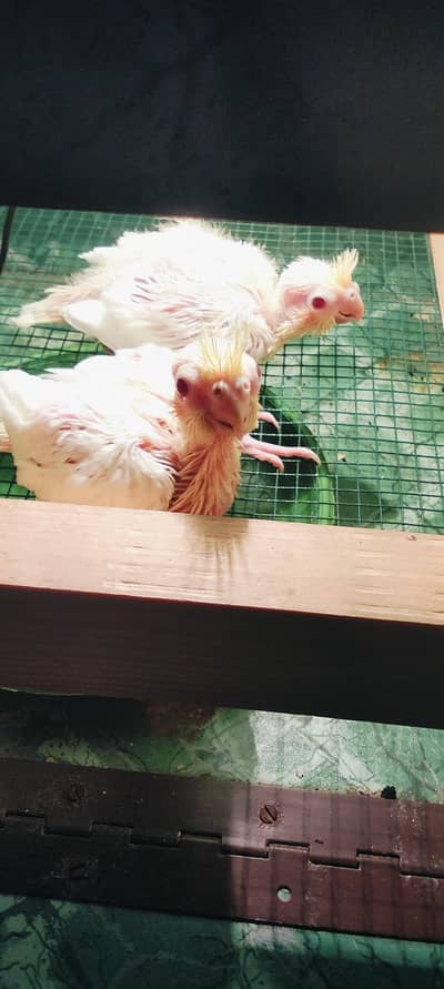 Cream Cockatiel 2 Chicks