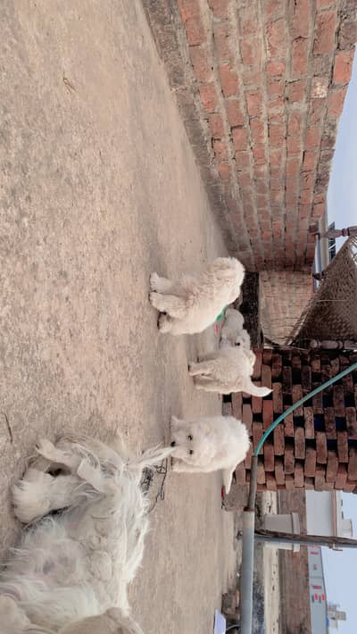 Serious bayers contact me