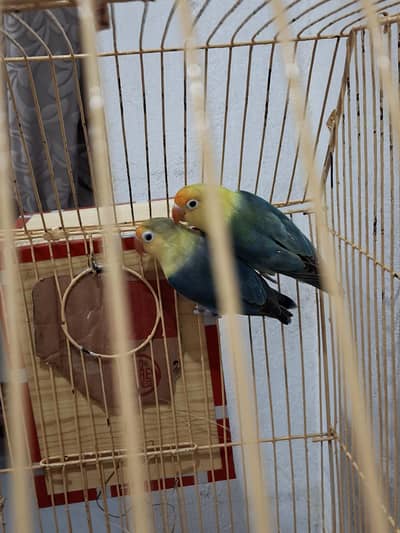 Love Birds 