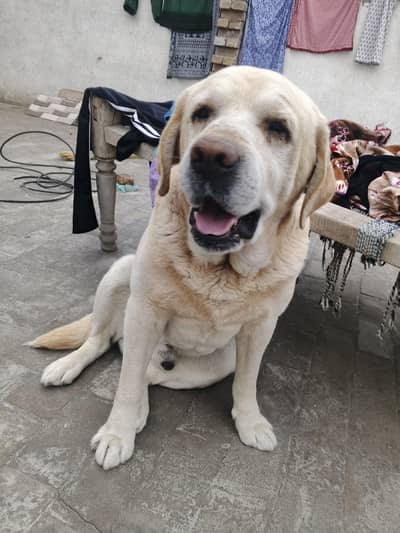 yellow labrador retriever