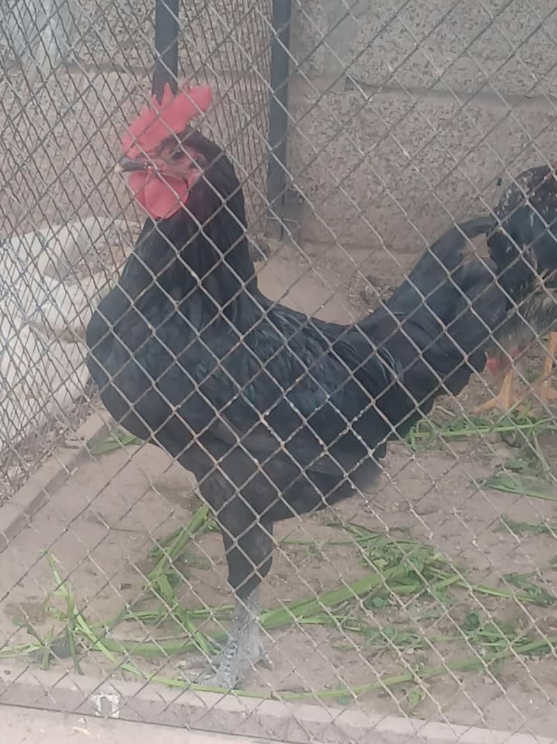 australorp 0