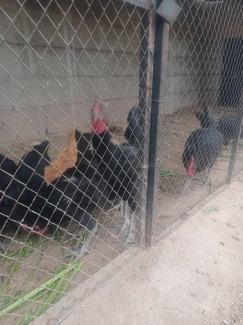 australorp 1