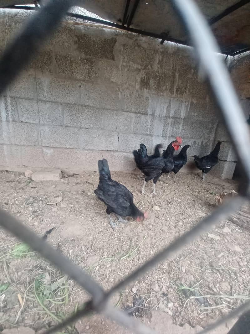 australorp 2
