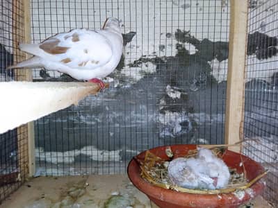 pied dove breeder female with two chicks for sale male not available