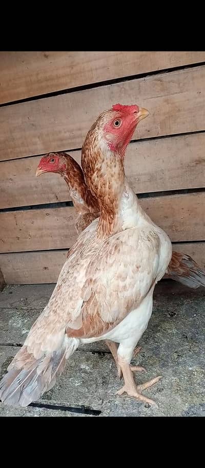 Top quilty madi long hight band gadi 3kG wazan vedo watsapp par