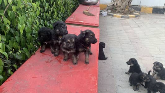 German shepherd puppies