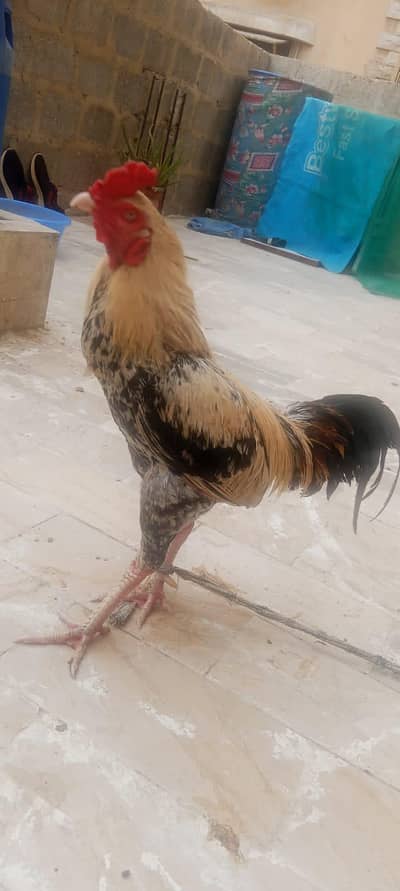 Aseel Murga for sell