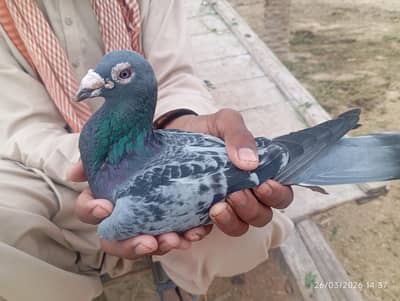 All pigeons for sale