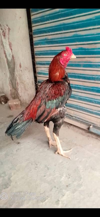 quality lakha aseel bird