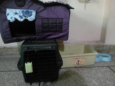 Persian kitten for sale all the asseories are free if you buy the kitt