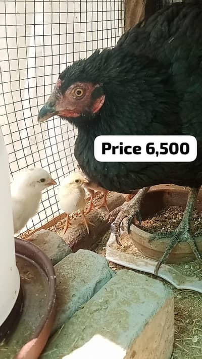 Aseel setup for sale Different male female chicks available