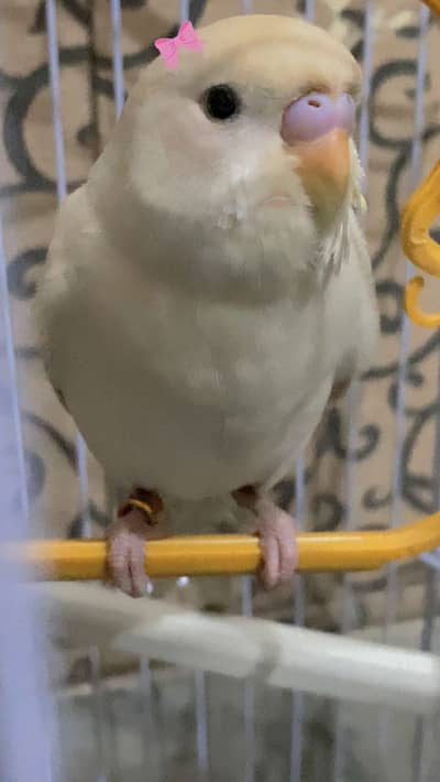 Tame Budgie For Sale