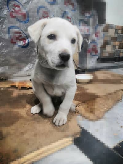 Labrador Puppy 3 months for sale