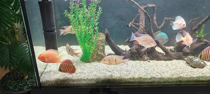 albino heckli, green heckli, altosino, discuss