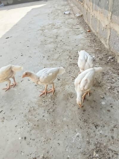 12000 kke dene he 4 full healthy he  vaccinated chicks he