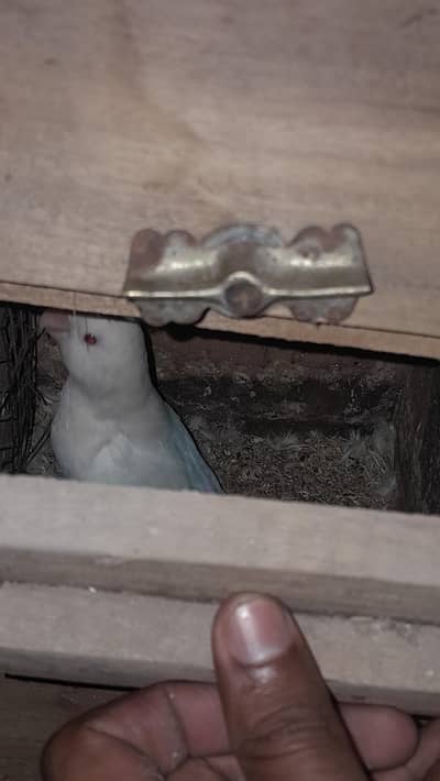 Latino And albino Love bird pair