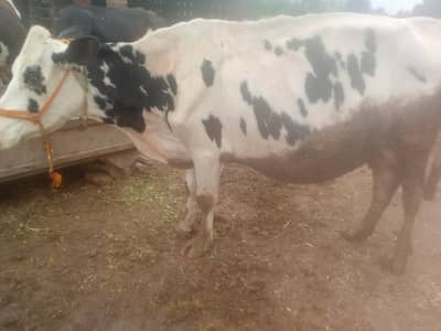 taza sui hui nichy bachra milk 18 litr