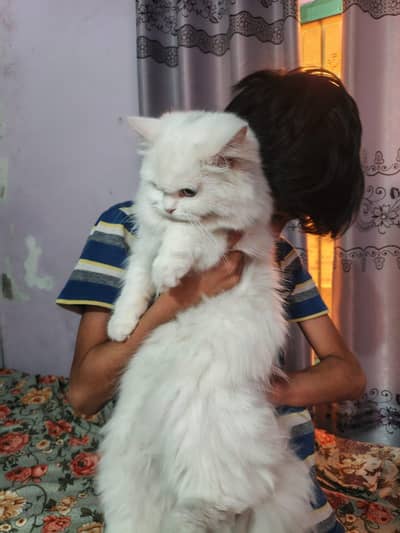 Female Persian Cats
