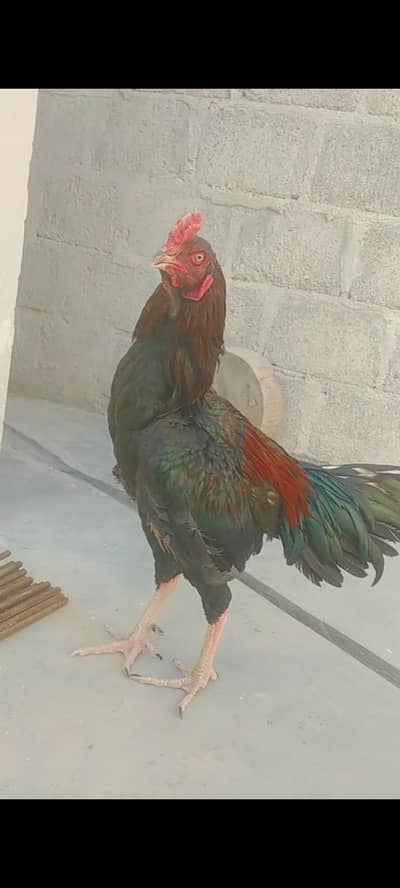 Aseel Mushka Lakha Murga For Sell