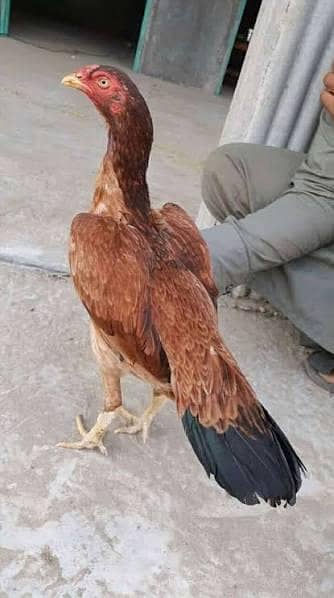 Aseel Females of different breeds