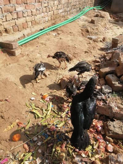 pure Mianwali Aseel  Chicks Hens  For Sale