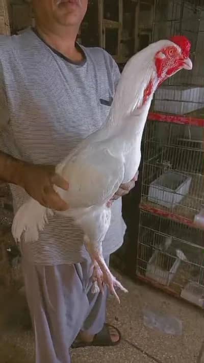 Heera Murga      Hera Hira white Aseel  hen patha pure