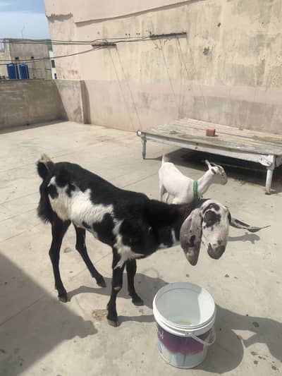 Beetel Nagra punjab breed