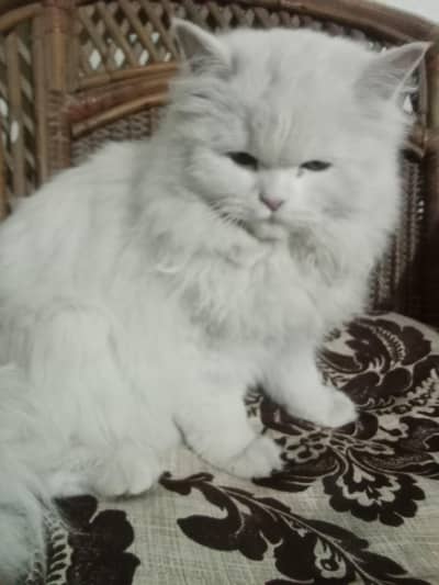 beautiful Russian cat for sale