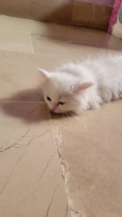 Persian Active Kitten