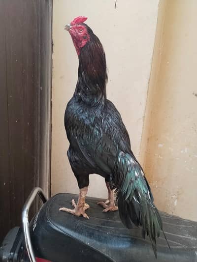 mianwali aseel pair for sale