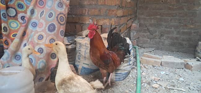 breeder murgha sale male  or exchange with good birds parrot or aseel