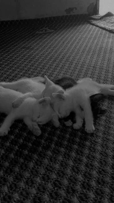 Blue eyes cute  cats