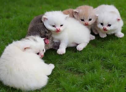 pure Persian kittens available in wah Cantt