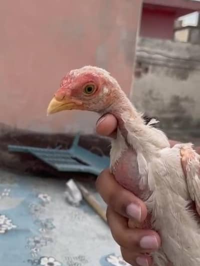 Quality Mianwali Aseel chick