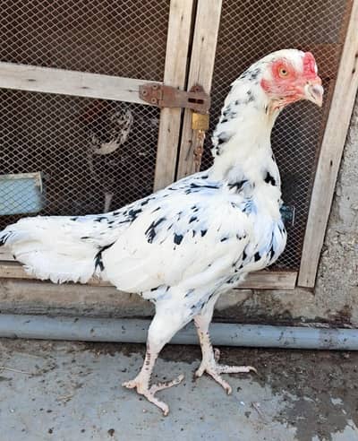 high quality white cheena madi