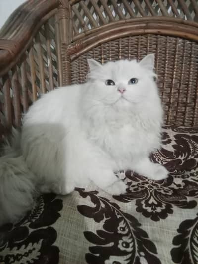 beautiful Russian cat for sale