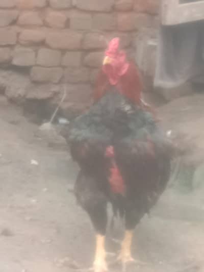 Pure Punjabi Old bloodline Aseel