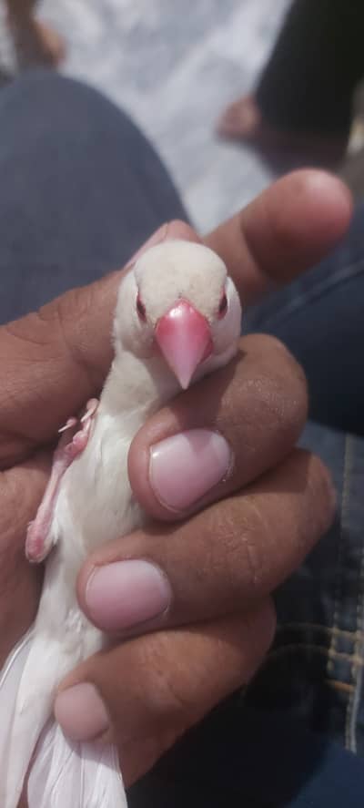 Ibudgie and love bird