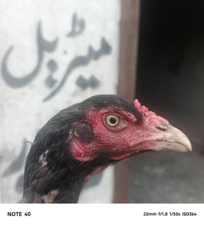 Full Must peace Aseel Barmi Madi