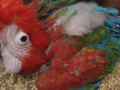 Green wing Macaw chick's