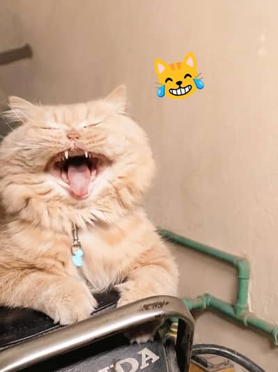 Top Quality Male Persian Cat for Sale (Triple Coat)