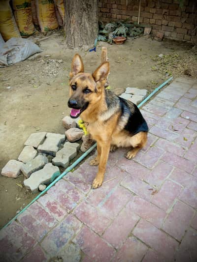 Double coat gsd dog forsale whatsap 03204610031