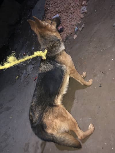 German Shepherd | stock coat female | single coat male | Dog