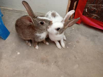 rabbits