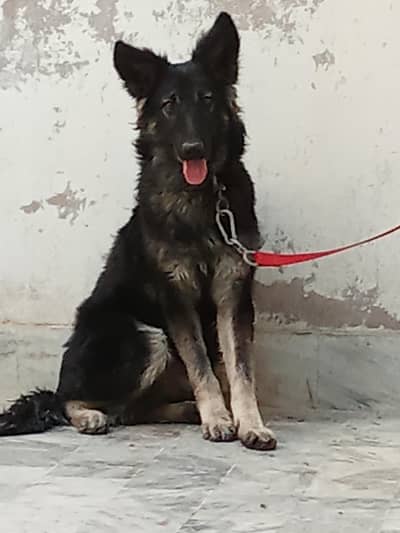 Belgian shepherd Family dog