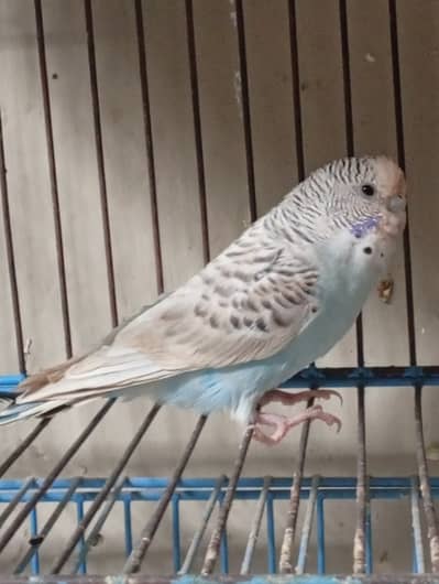 Adorable Budgie for Sale - Ready to Fly into Your Life!"