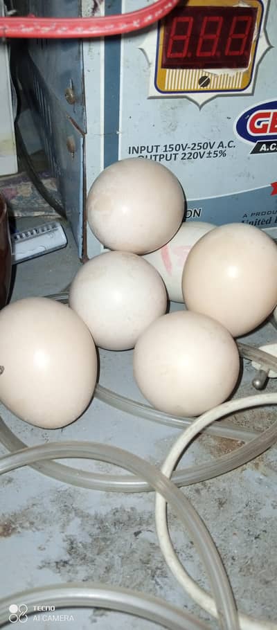 aseel chiny mainyali